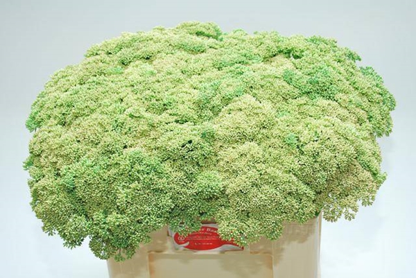 SEDUM SPECTABILE ROSE