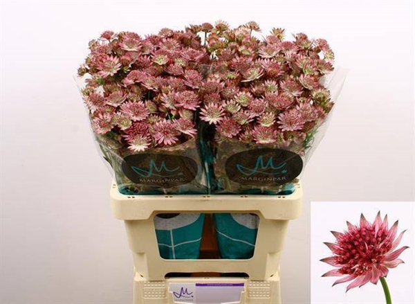 ASTRANTIA MAJOR ROMA 60CM