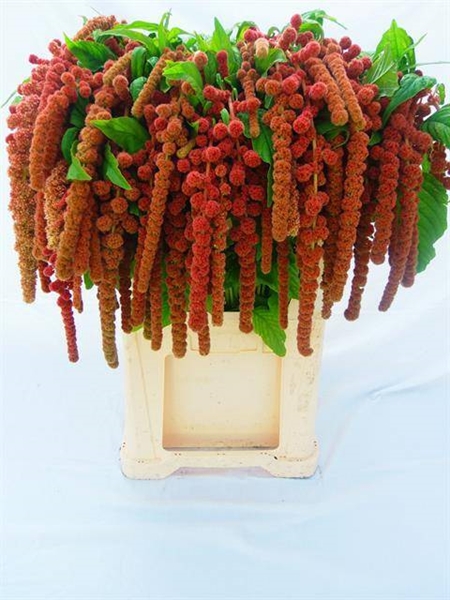 AMARANTHE CORAL FOUNTA 75CM