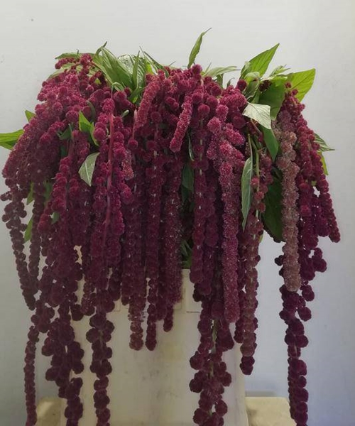 AMARANTHE ROSARY 80CM
