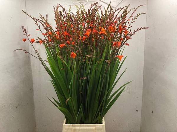 CROCOSMIA RED KING 80CM