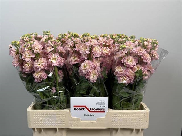 GIROFLEE CHAMPAGNE 56CM