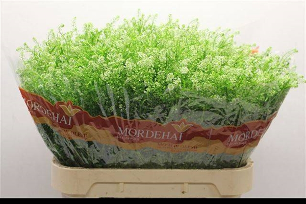 LEPIDIUM VERT BELL 80CM
