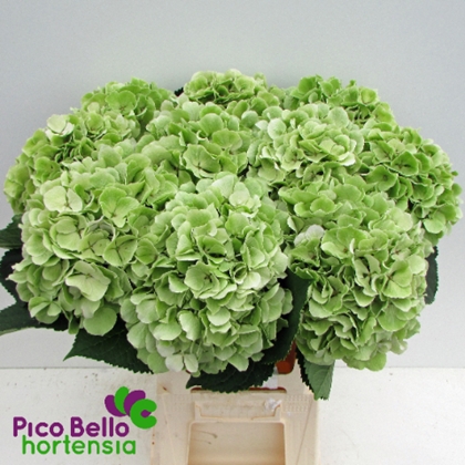HORT. EMERALD VERT 60 $$$