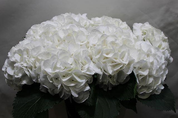 HORT. SCHNEEBALL 60CM $$$