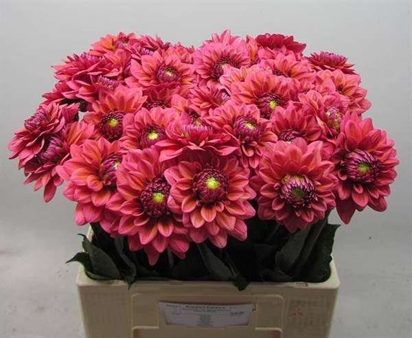 DAHLIA SALMON RUNNER 60CM