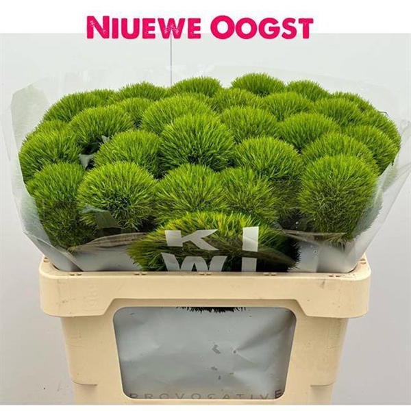 OEILLET DE POETE KIWI MELLOW 50CM