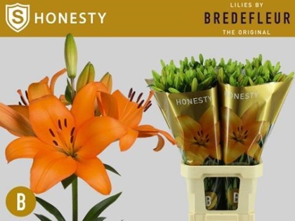 LYS LA HONESTY 55FL 95CM 5 F+