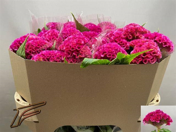 CELOSIE ROSE DELIGHT 75CM