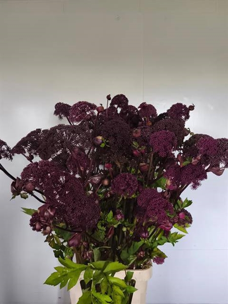 ANGELICA GIGAS ENGEL GROE 130CM
