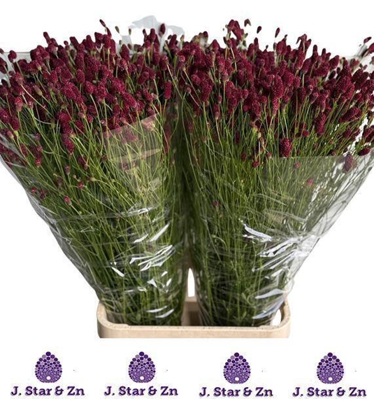 SANGUISORBA SCARLET 100CM