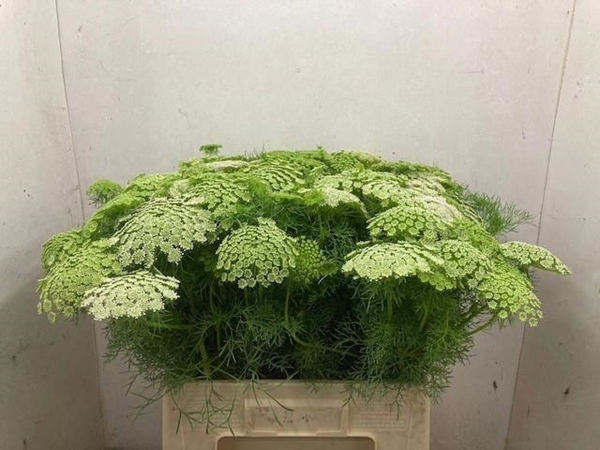 DILLE VISNAGA 60CM