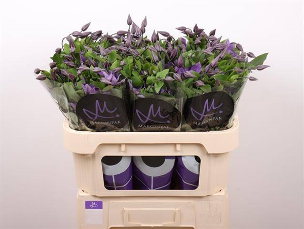 CLEMATITE AMAZING SOFIA 70CM