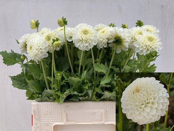 DAHLIA REYCROFT JAN 60CM