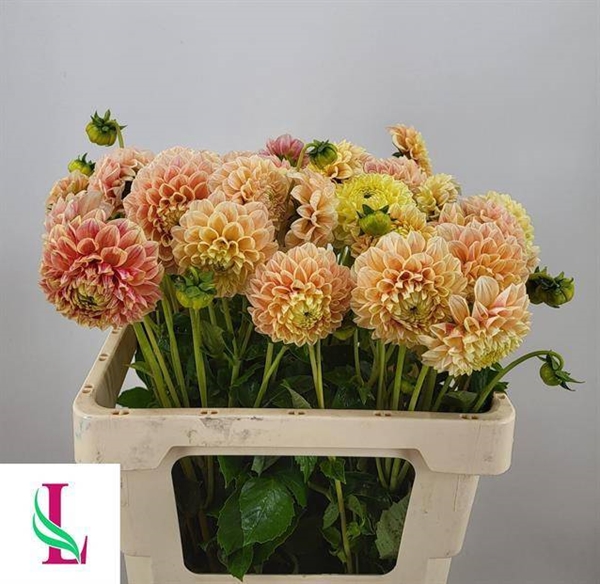 DAHLIA SWEET SUZANNE 55CM