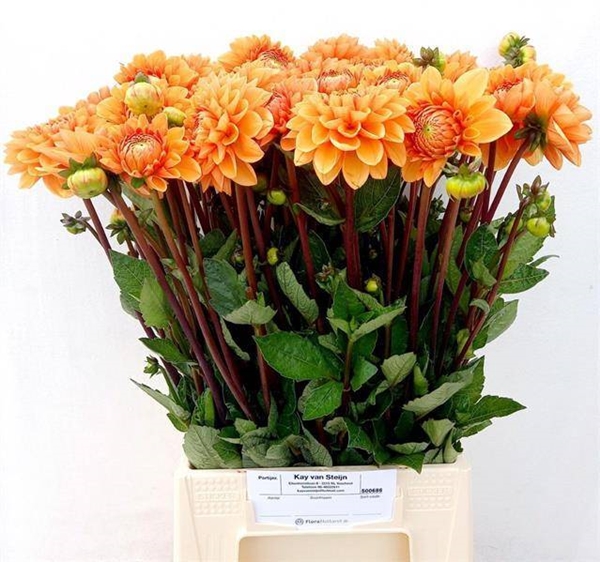 DAHLIA SYLVIA 55CM