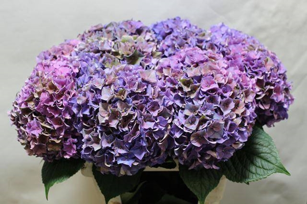 HORT. LILA DOUBLE 60 $$$