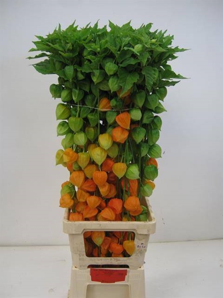 PHYSALIS TAK ORANGE 100CM