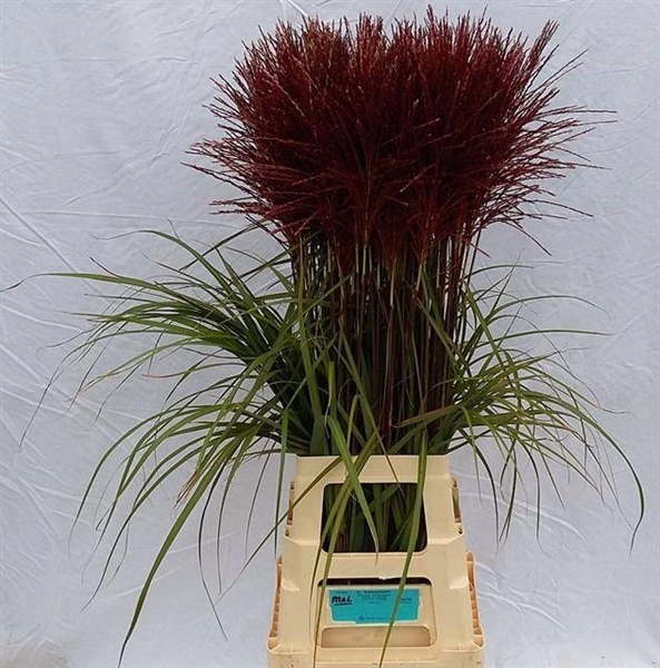 MISCANTHUS MALEPARTUS 105CM