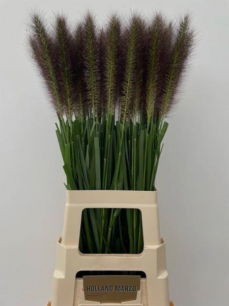 PENNISETUM REDHEAD 80CM