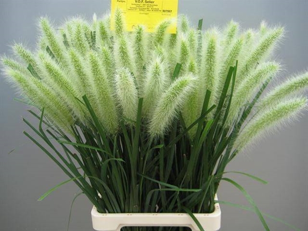 PENNISETUM ALO BLONDIE 75CM