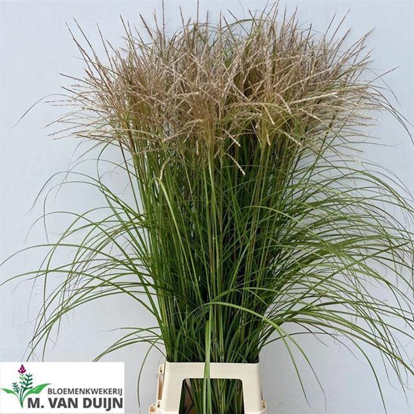MISCANTHUS SINENSIS 110CM