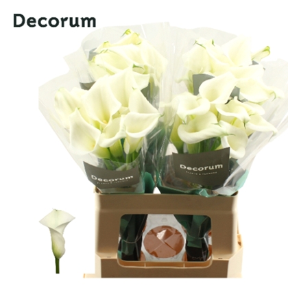 CALLA CRYSTAL BLUSH 60CM