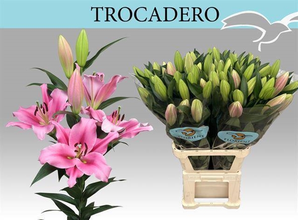 LYS OR TROCADERO 21FL 90CM 3 F+