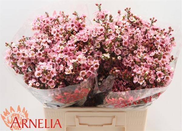 WAX ROMI ROSE SARAHS DELIGHT 60CM