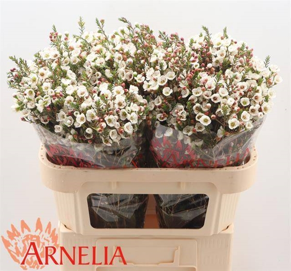 WAX ROMI ROSE MOONL DELIGHT 70CM