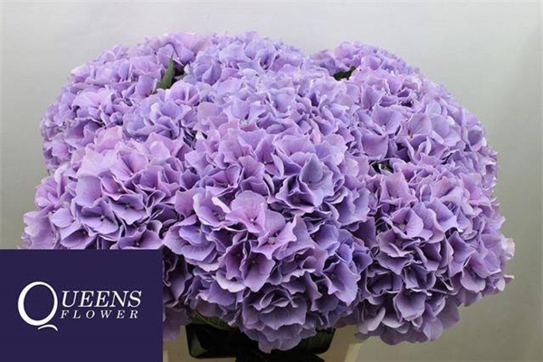 HORT. ROYAL BENEFIT 70CM