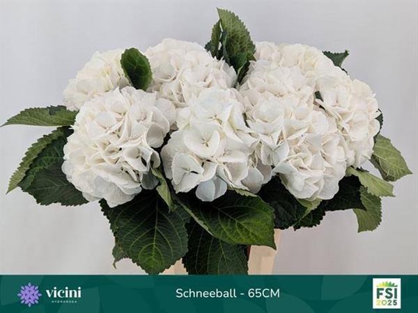 HORT. BLANC 60 $$$