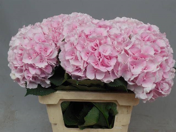 HORT. VERENA ROSE 60 $$$