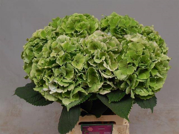 HORT. CHAMPAGNE 60 $$$