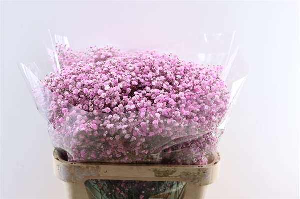 GYPSO KLEURBEHANDE 80CM 40G