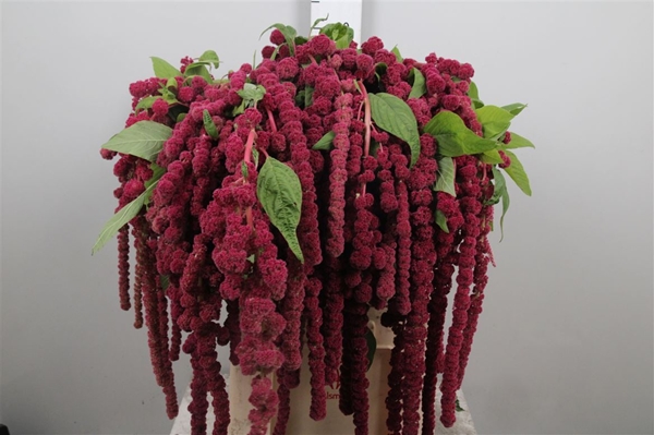 AMARANTHE ROSARY 80CM