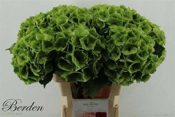 HORT. EMERALD VERT 60 $$$