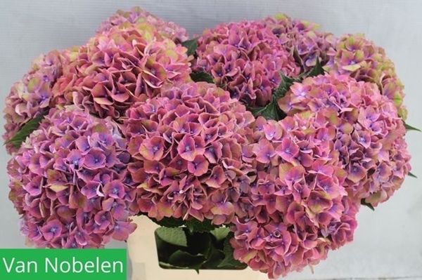 HORT. ESPERANCE 65CM