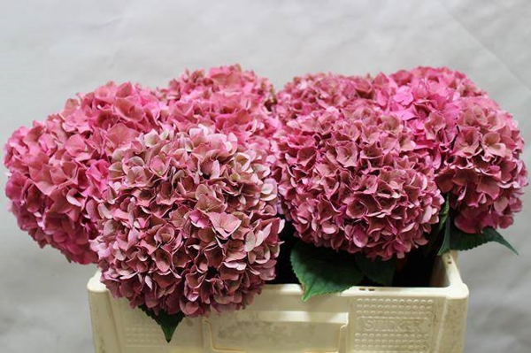 HORT. RODEO LIGHT CLASSIC 50CM