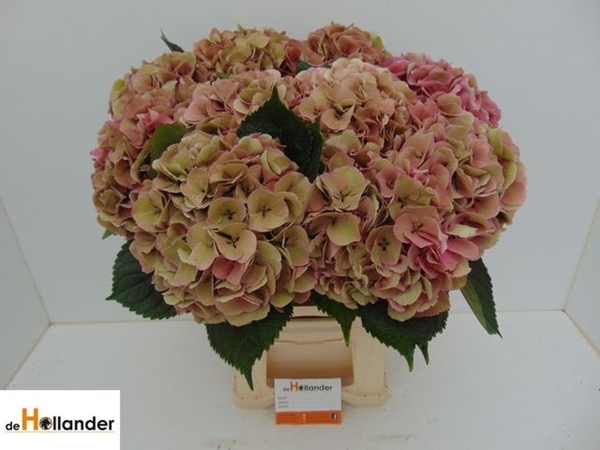 HORT. ROYAL LOVE CLAS BLAU 60CM