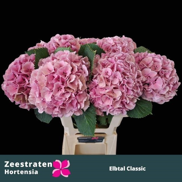 HORT. ELBTAL CLASSIC 65CM
