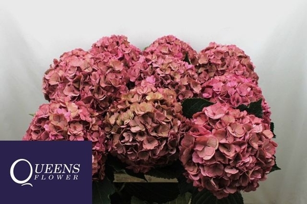 HORT. ROYAL ANASTERASIA CLAS 80CM