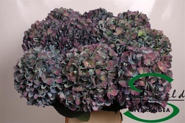 HORT. PERNEL CLASSIC 100CM