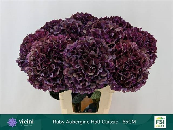 HORT. AUBERGINE 60 $$$