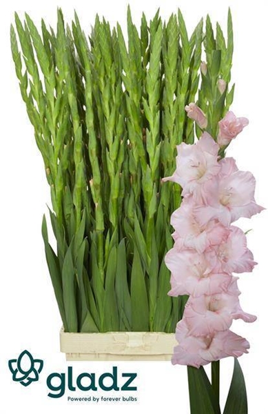 GLAIEUL JARAMA 120CM