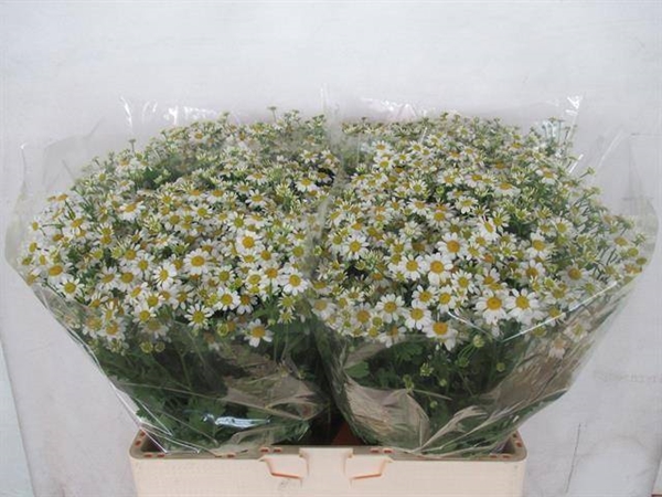 CAMOMILLE CAMERON 60CM