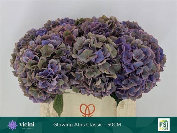 HORT. GLOWIN ALPS MAUVE CL 50CM