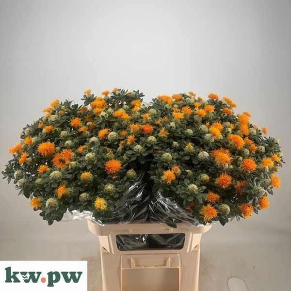 CARTHAMUS ZANZIBAR 80CM