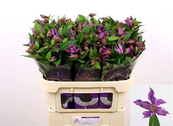 CLEMATITE AMAZING GENEVA 70CM