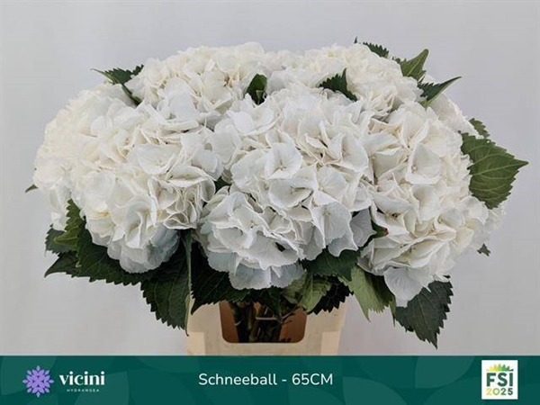 HORT. BLANC 60 $$$